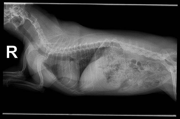pet x-ray