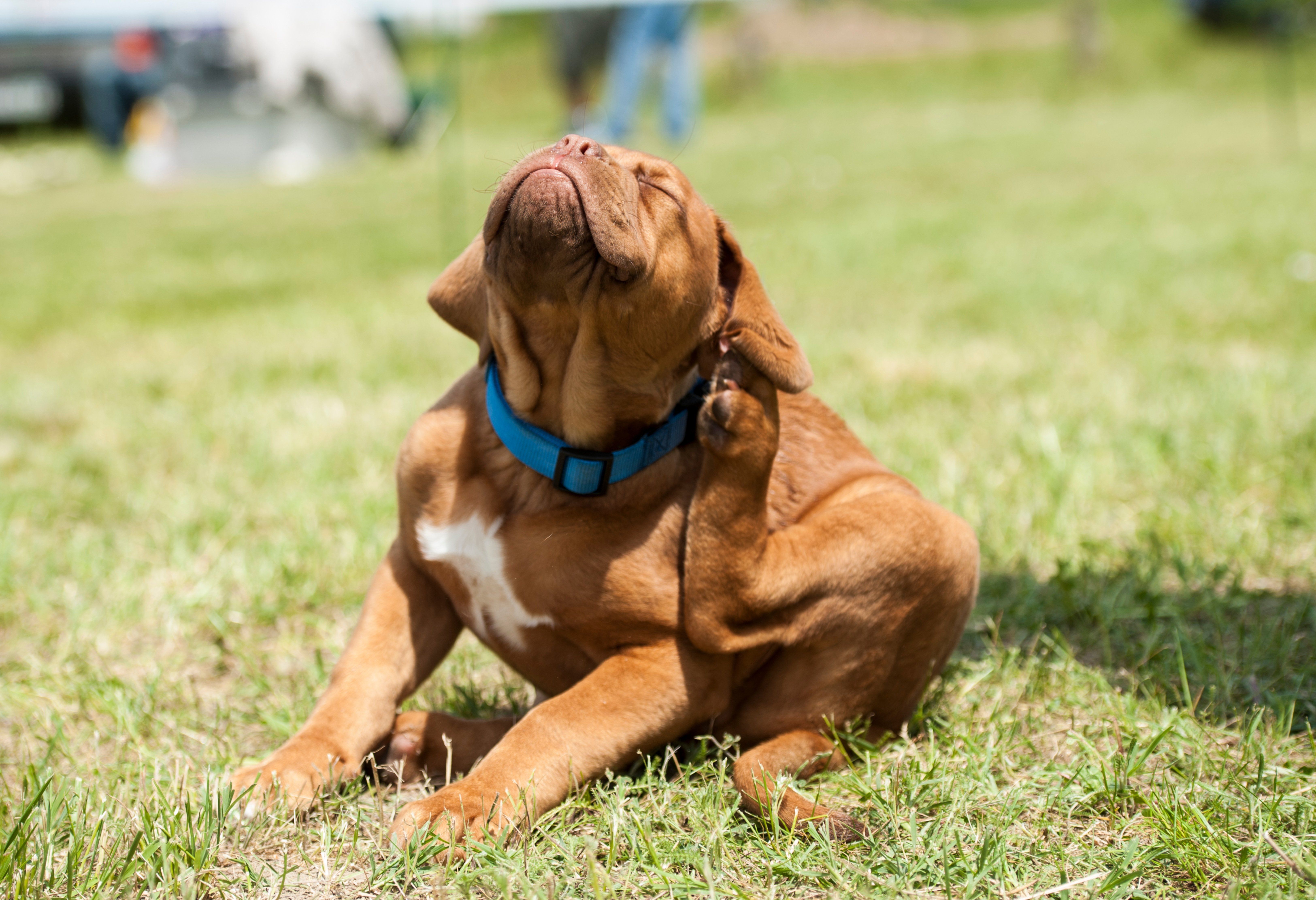 How Often Should Pets Be Treated for Fleas and Ticks