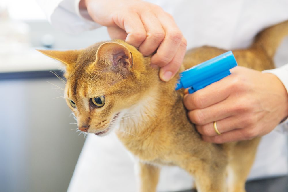Discover the Importance of Microchipping