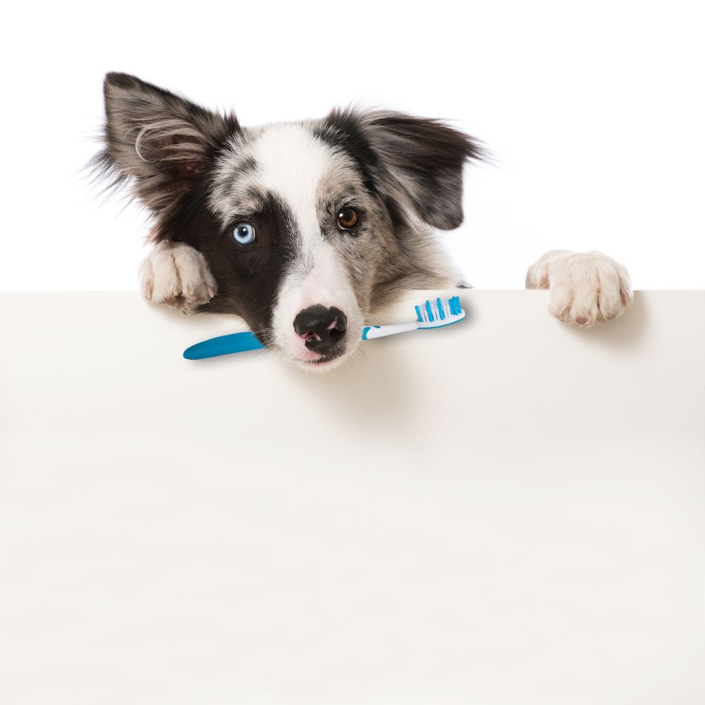 How Can I Improve My Dog’s Dental Health?