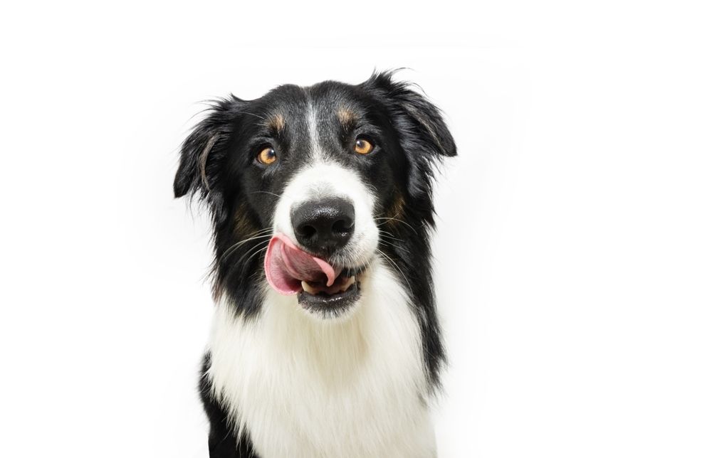 DNA & Genetic Testing For Dogs: Detecting Health Conditions Early 