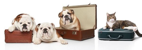 Traveling with Pets? You Might Need a Pet Health Certificate