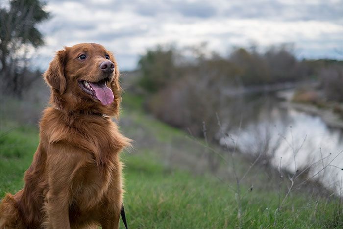 Raw Pet Food Seminar