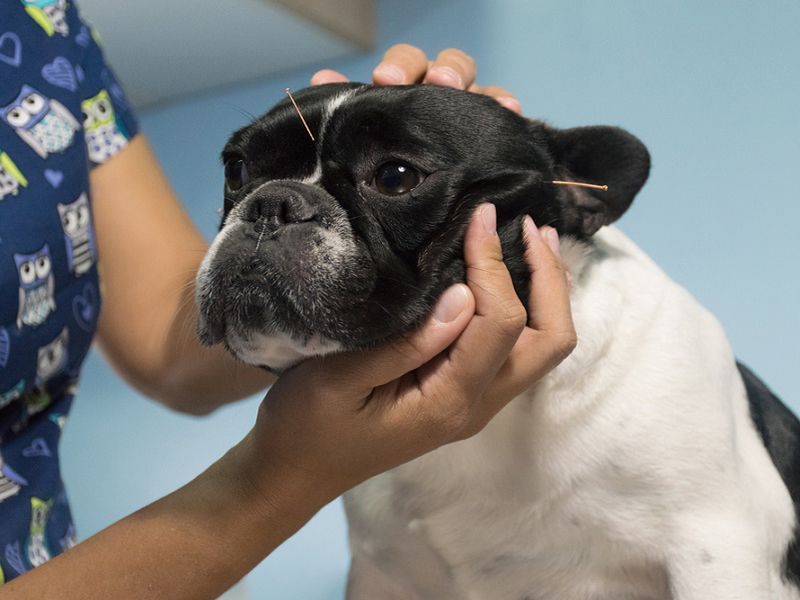 dog in a veterinary clinic