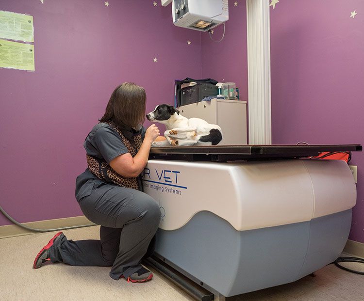 Digital Pet Radiography in Columbus NC