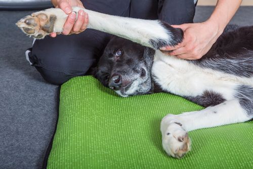 vet applying chiropractic care to a dog