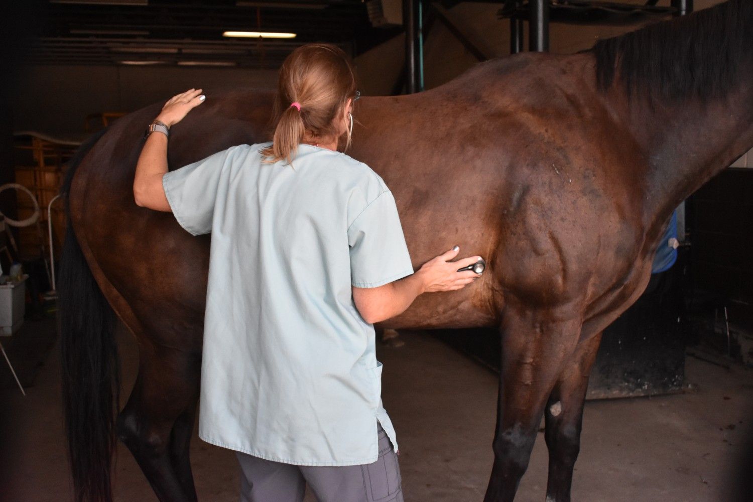 equine exams