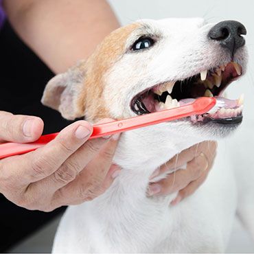 dog dentistry