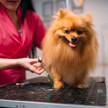 dog groomed by a vet