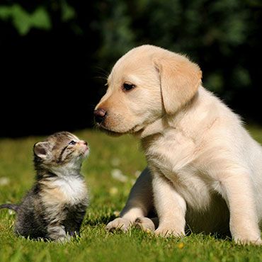 house call for cat and dog
