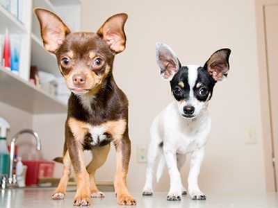 puppy vaccinations