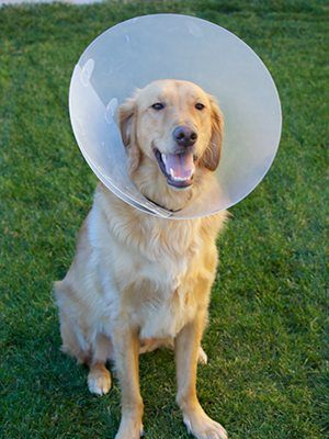 dog with e collar