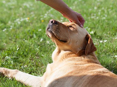 human petting a dog