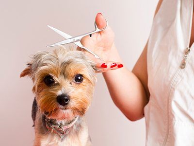 dog groomed by a vet