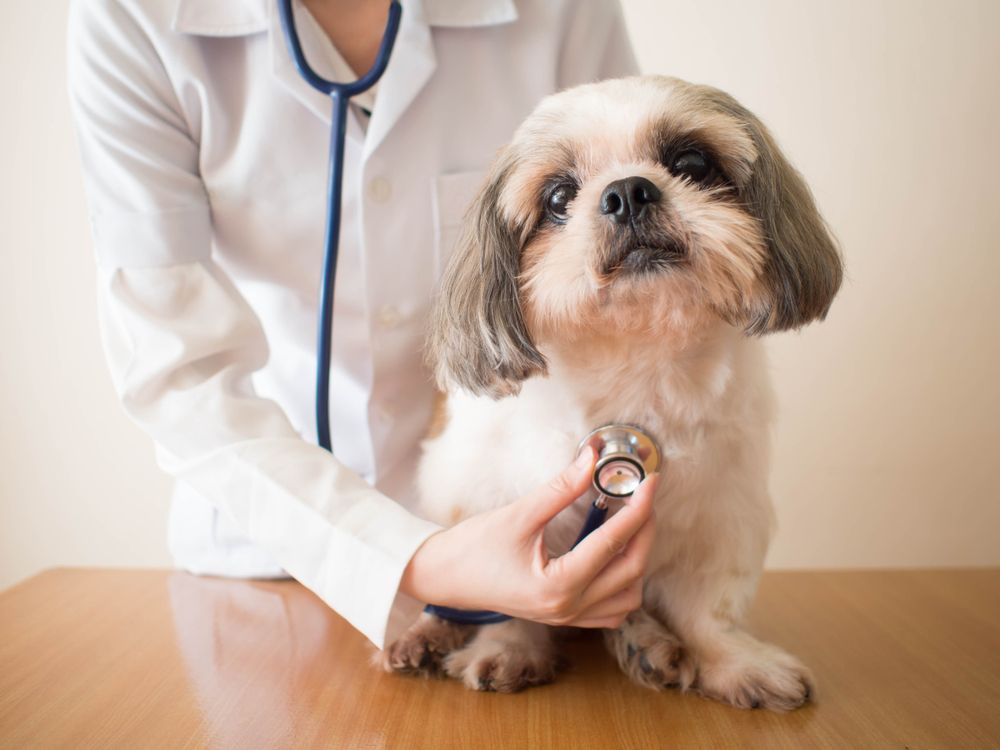 happy pet in veterinary clinic