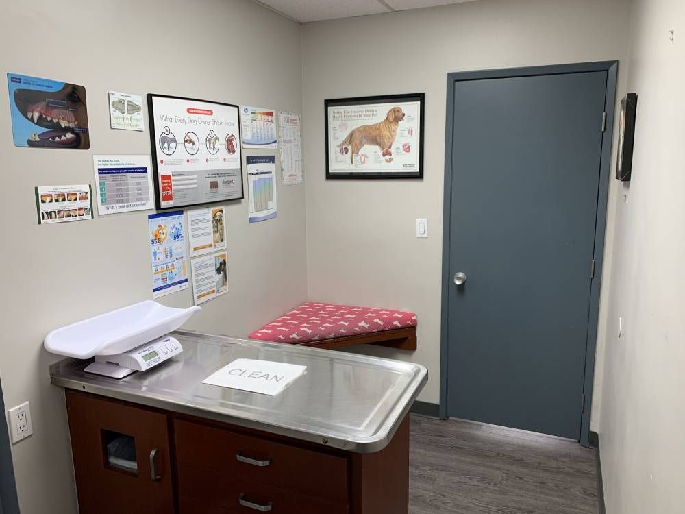 Full Canine Exam Room