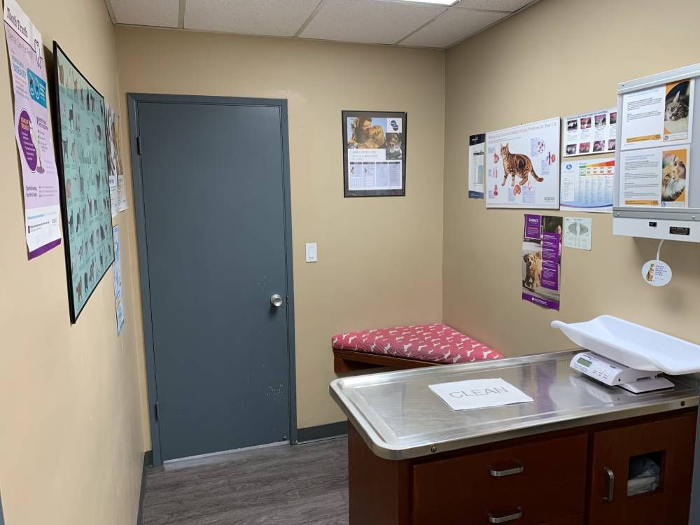 Full Feline Exam Room