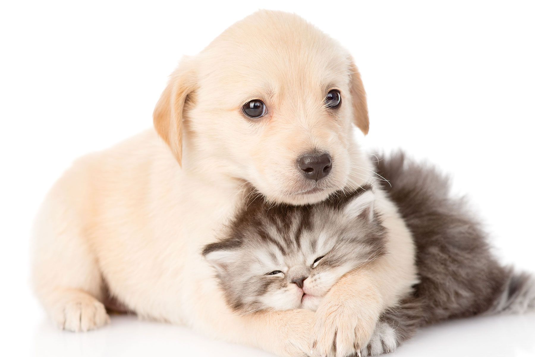 West bernardo animal best sale hospital
