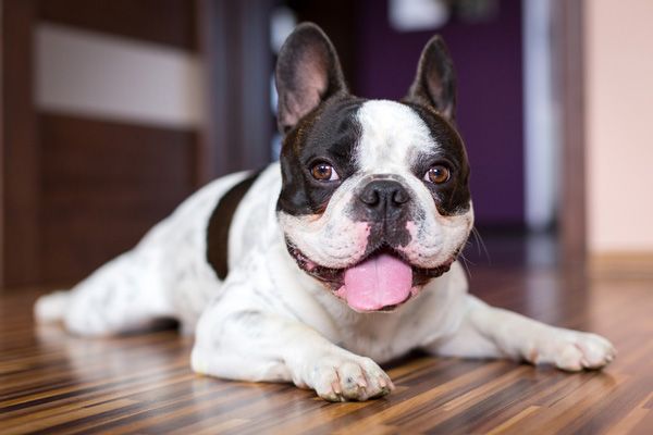 boston terrier