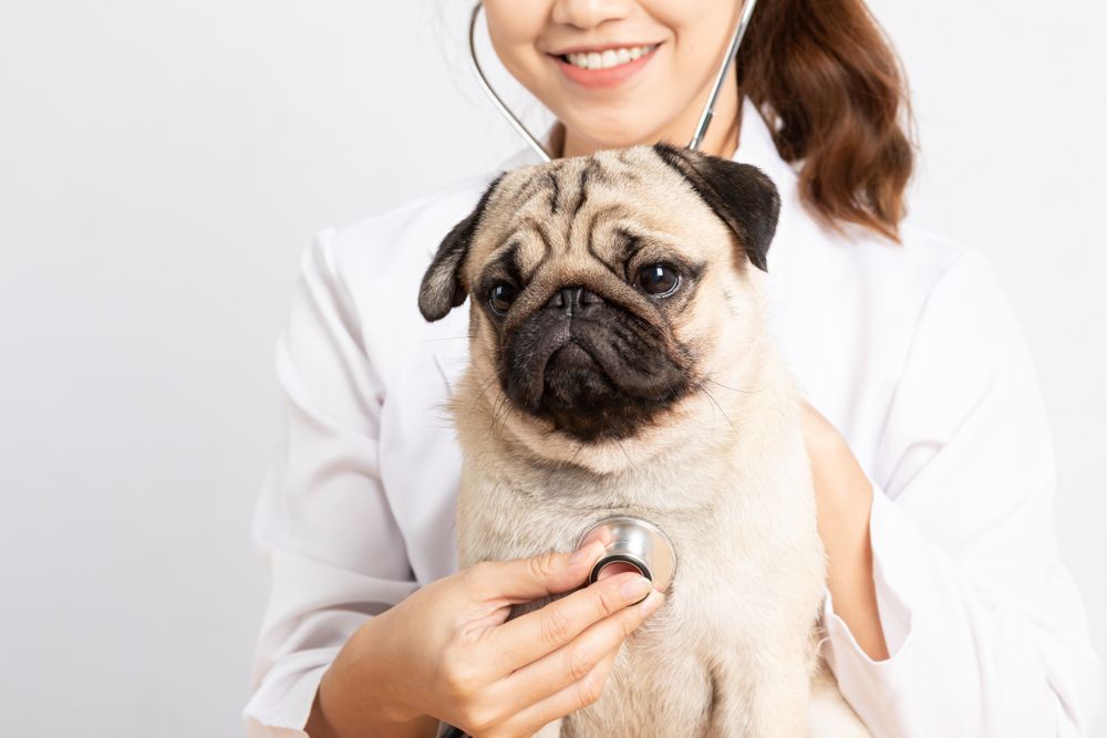 Pet Wellness Plans in Palo Alto