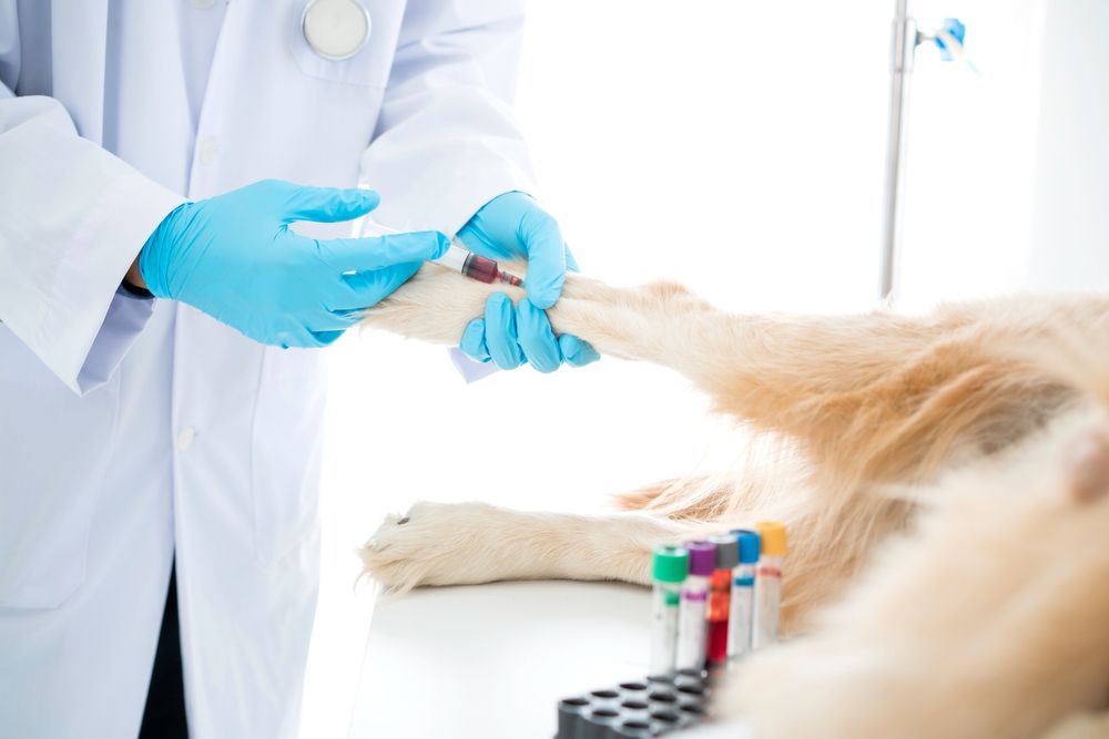The Guide to Pet Parasite Testing and Treatment in Palo Alto