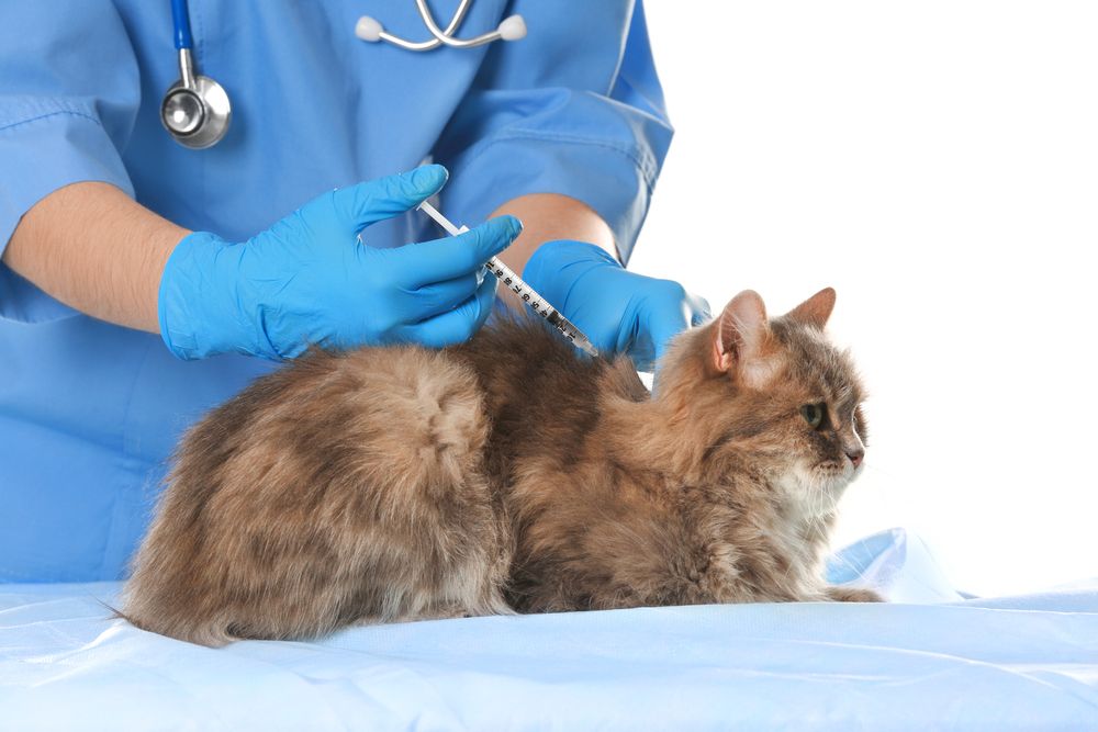 A Guide to Essential Vaccines for Dogs and Cats in Palo Alto