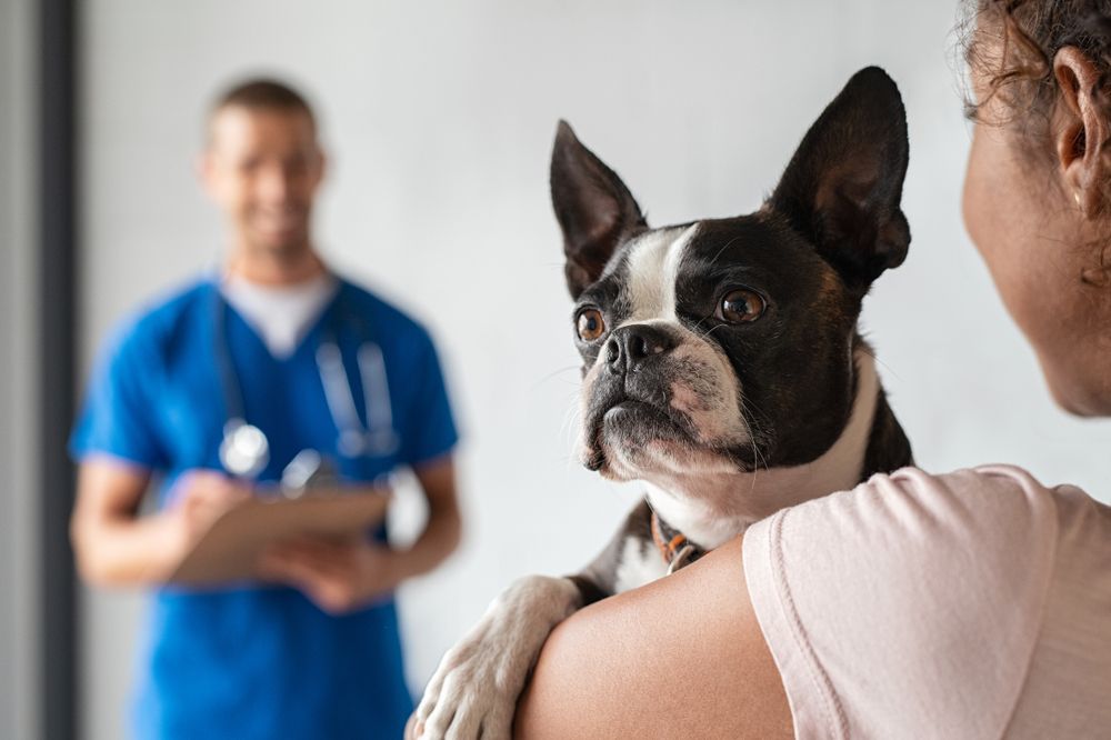 Identify Health Issues With Regular Pet Exams