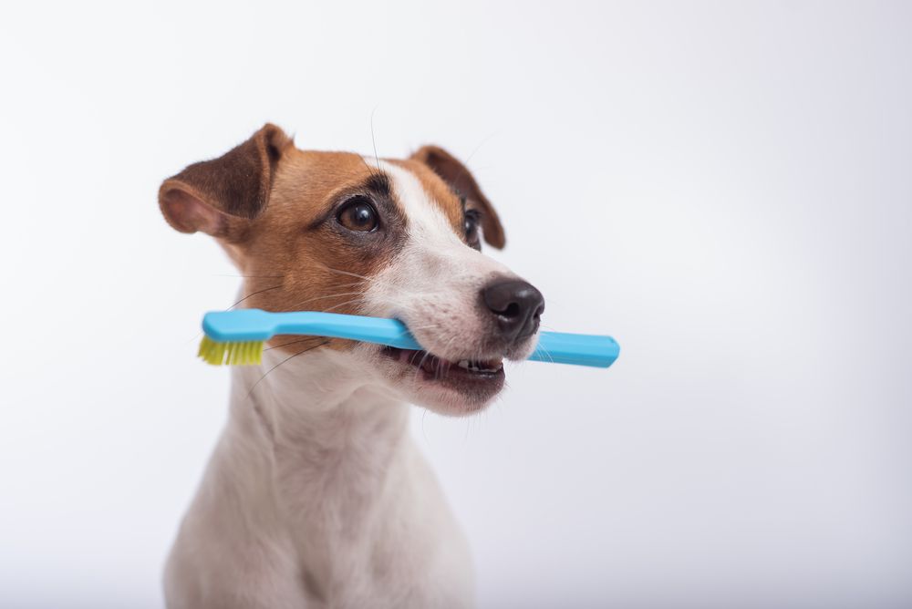 The Key to Preventing Pet Dental Problems