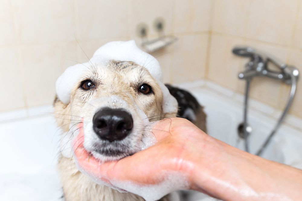 Understanding Your Dog’s Coat: A Guide to Bathing Frequency