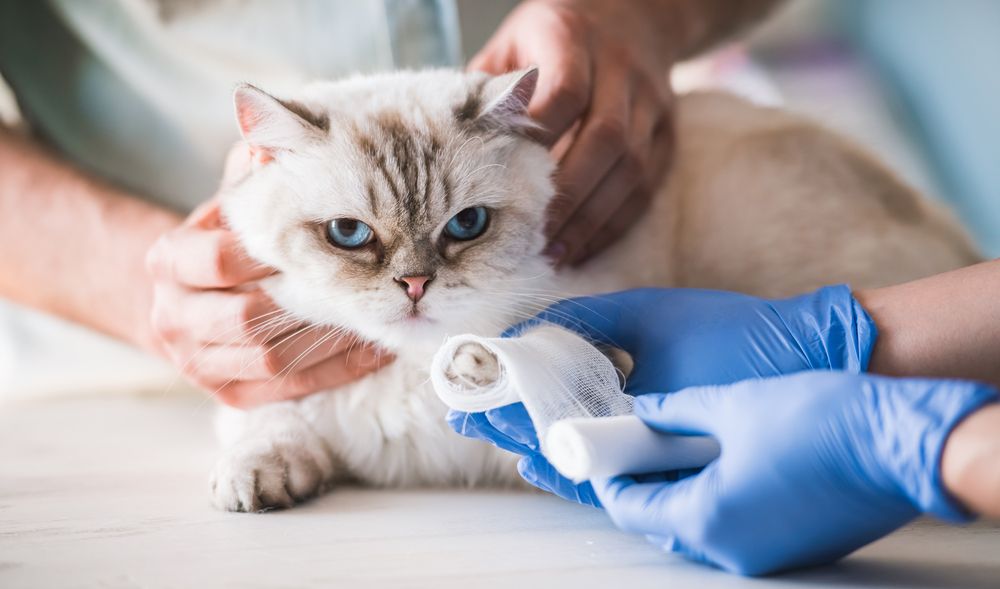 A Pet Owner's Guide to Surgical Procedures