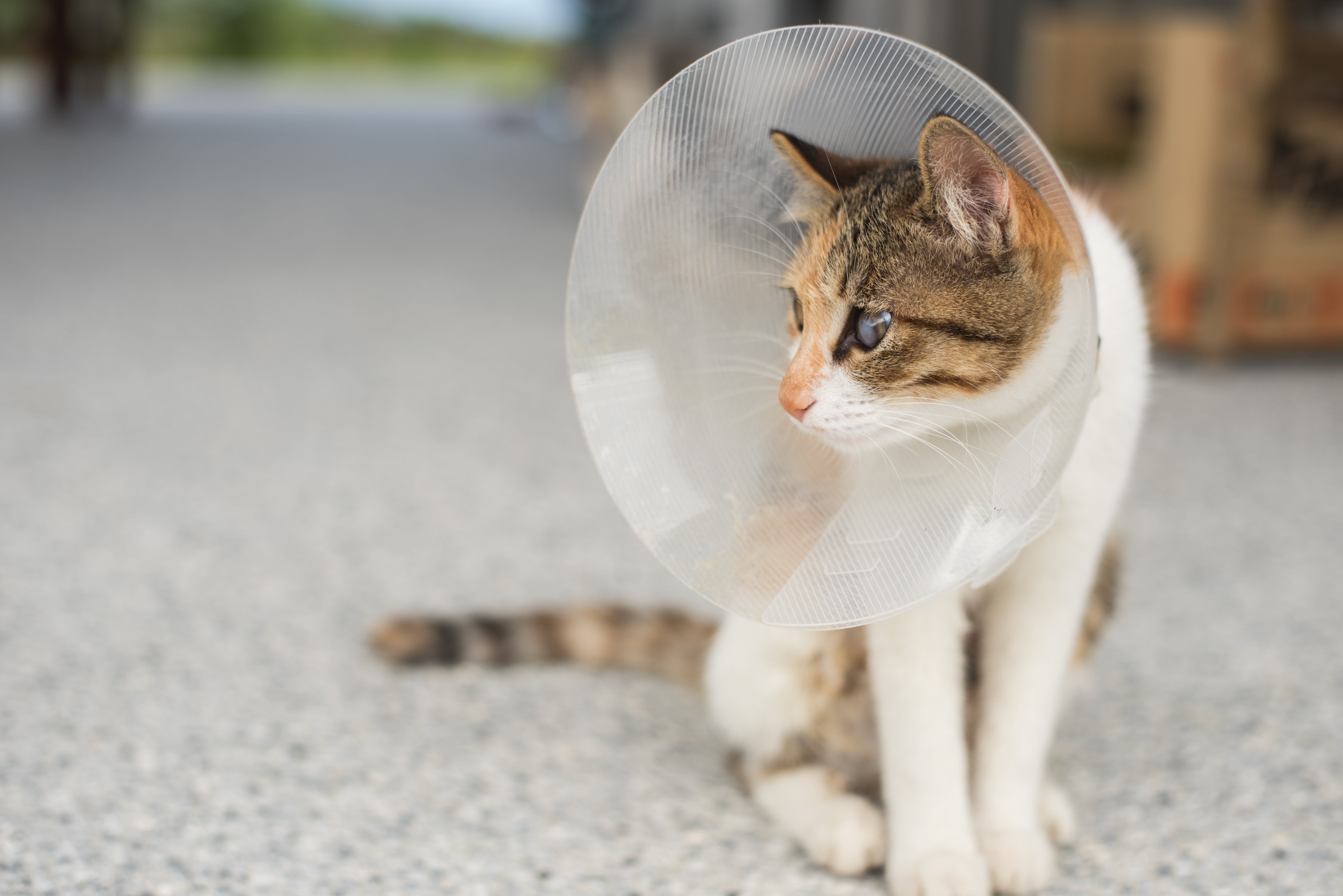 What to Expect After Your Pet Is Spayed or Neutered