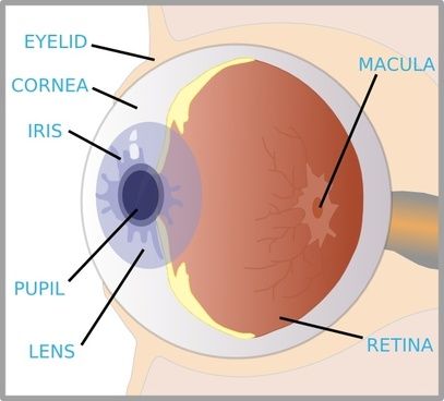 medical eye services