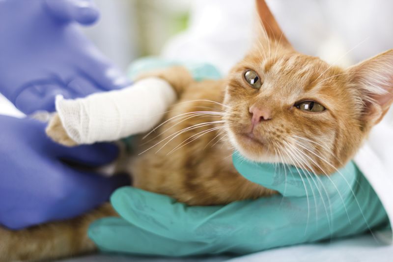 cat in elizabethan collar