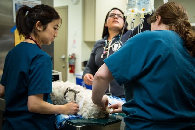 pet surgery