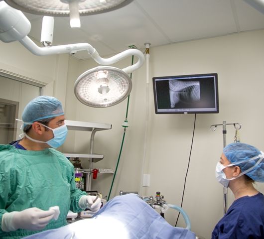 pet surgery