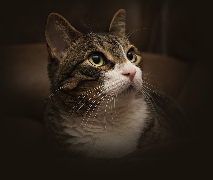 West Rome Animal Clinic Veterinarians in Rome, GA