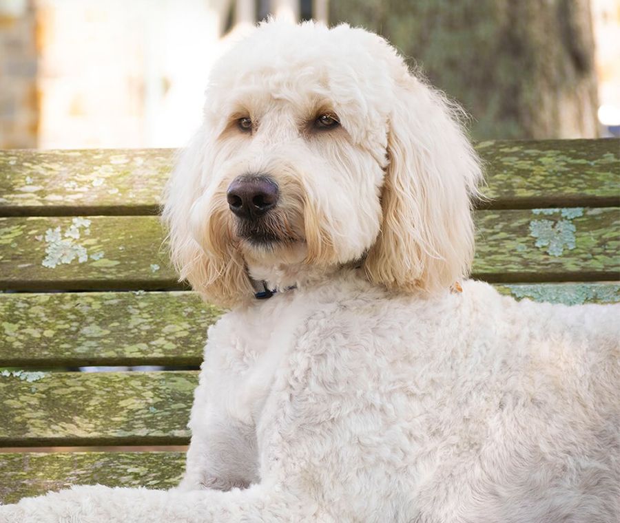 West Rome Animal Clinic Veterinarians in Rome, GA