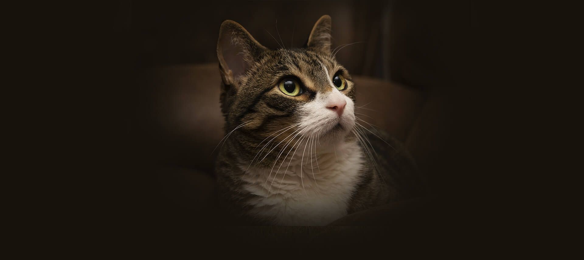 west-rome-animal-clinic-veterinarians-in-rome-ga