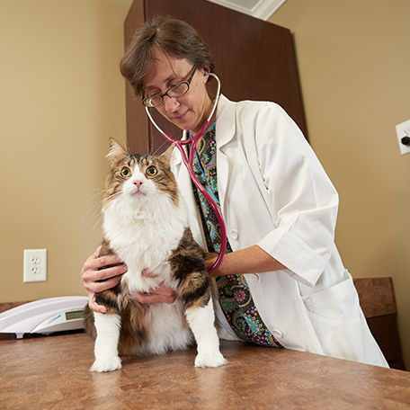 West Rome Animal Clinic | Veterinarians in Rome, GA