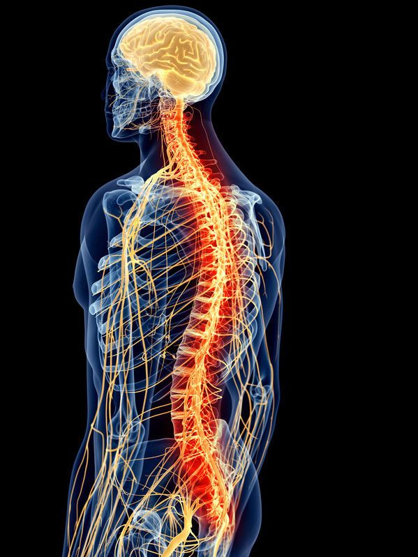 nervous system through body 