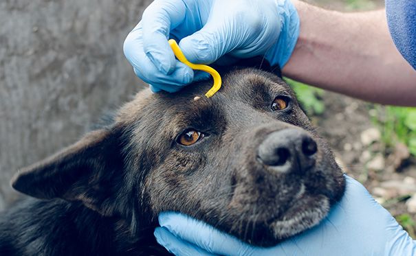 Veterinarian