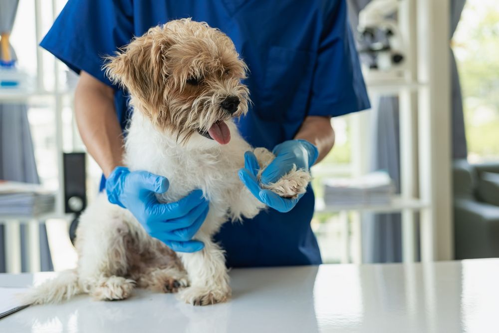 Santa sales cruz veterinarian