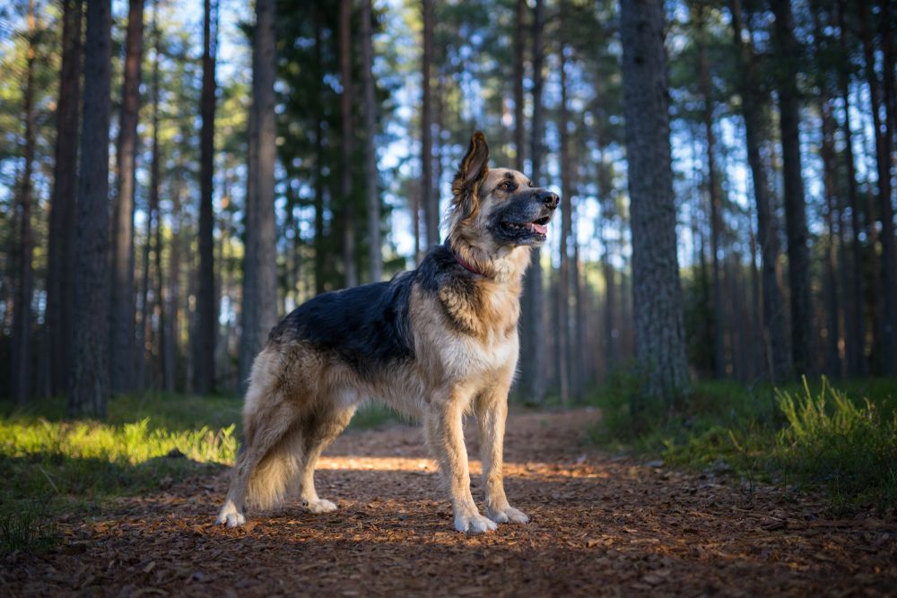 A Guide to Hiking in the Redwoods With Your Dog