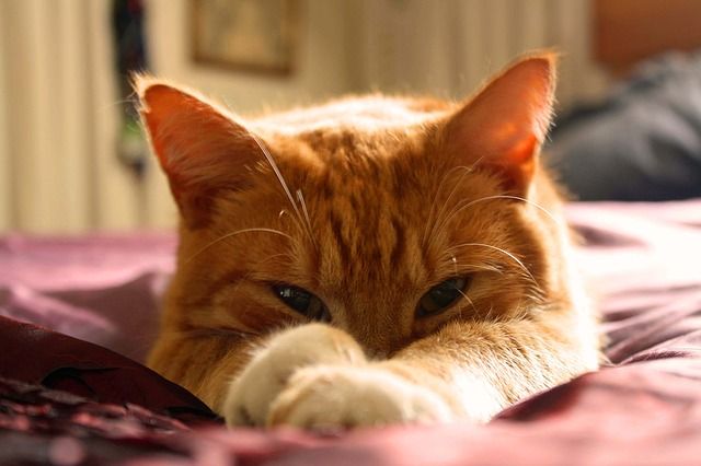 Family Pet Hospital - Older Pet Behavior