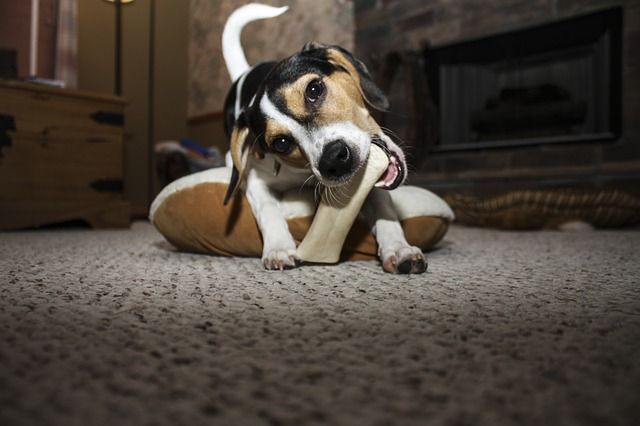 Family Pet Hospital - Puppy Chewing