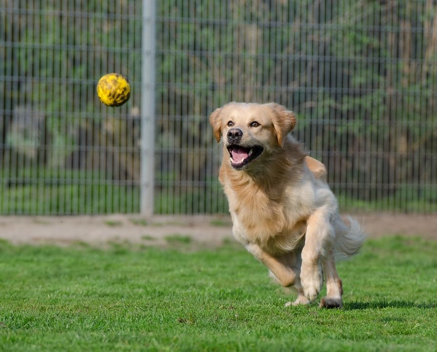 Family Pet Hospital - Boarding