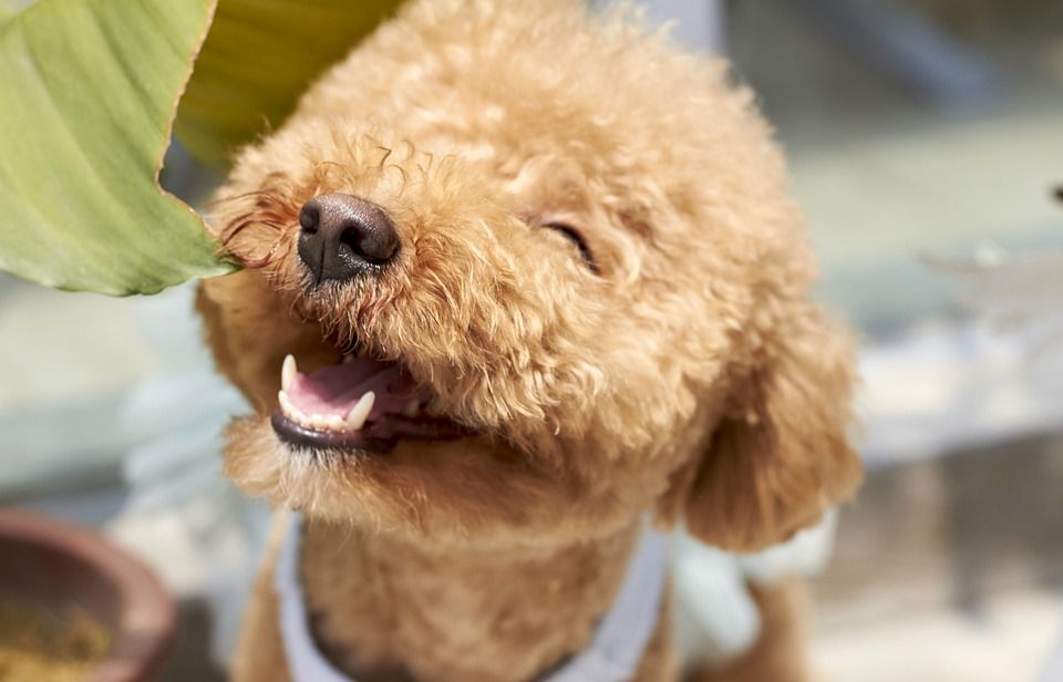Family Pet Hospital - Digital Radiology