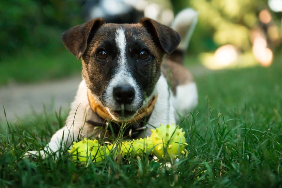 dog with a dental bone