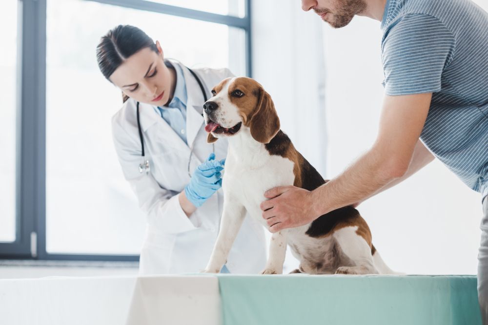 pet vaccination