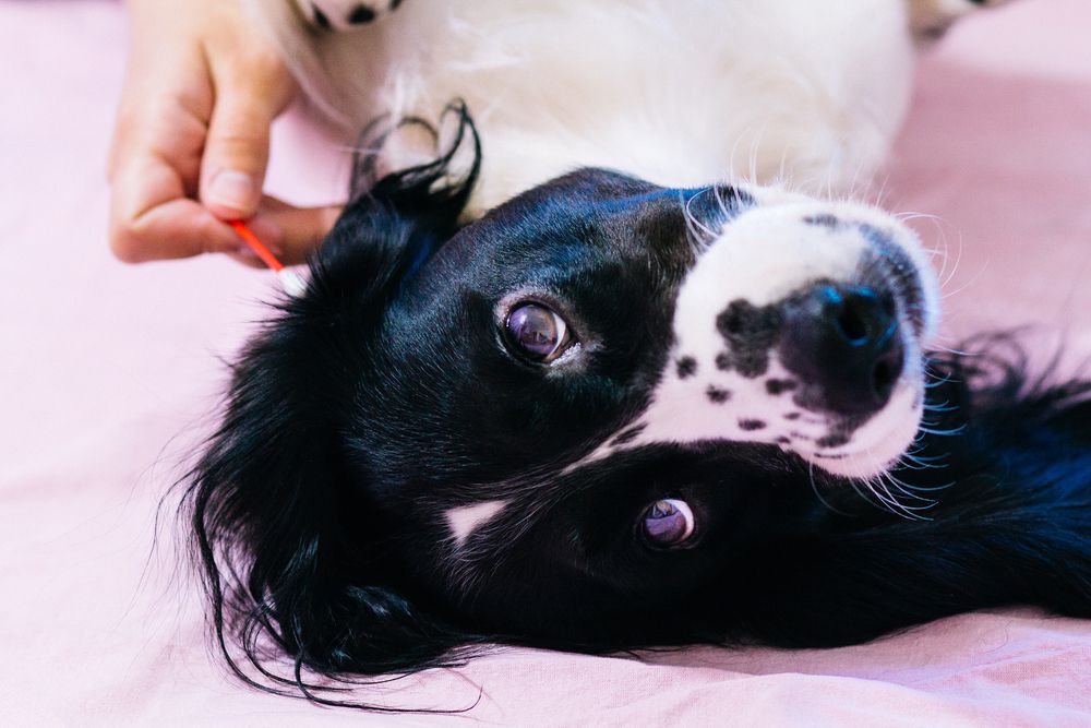 cleaning a dog ear